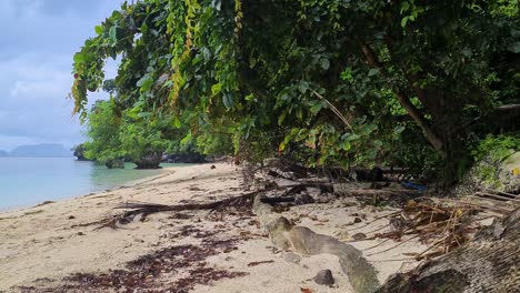 Playa-Exótica-Abandonada-En-Una-Isla-Desierta,-Costa-Tropical-Exuberante-Y-Arenosa