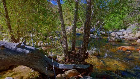 Pan-right-of-Sabino-Creek-flowing-past-a-weathered-log-in-a-forested-area,-Tucson,-Arizona