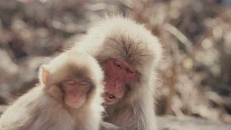 Closeup-Of-Japanese-Macaque-And-Its-Infant-In-Japan