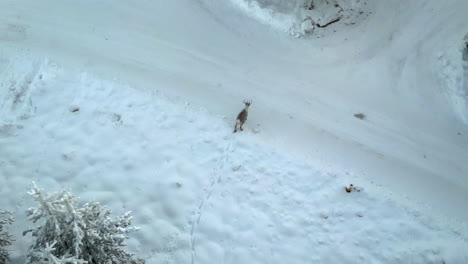 Aerial-drone-shot-in-Lapland,-Finland,-near-the-Arctic-Circle-in-winter