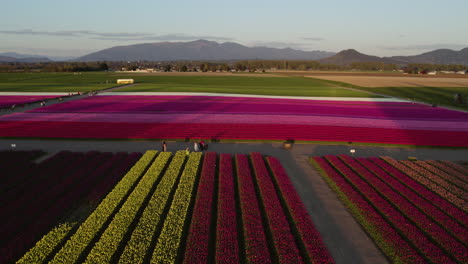 Aerial-view-over-people-and-flower-fields-at-the-Skagit-Valley-Tulip-Festival-in-WA,-USA
