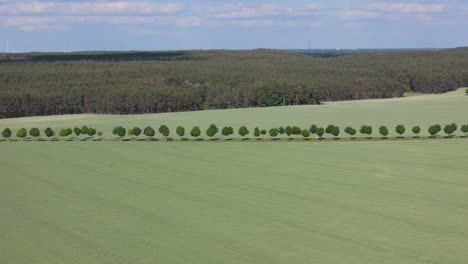 Aerial-view-of-a-green-field-with-a-row-of-trees-in-the-distance