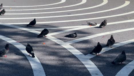 Pigeons-scatter-across-sunlit-pedestrian-crossing-in-urban-setting,-aerial-view