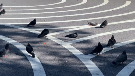 Palomas-Se-Dispersan-Por-El-Cruce-Peatonal-Iluminado-Por-El-Sol-En-Un-Entorno-Urbano,-Vista-Aérea