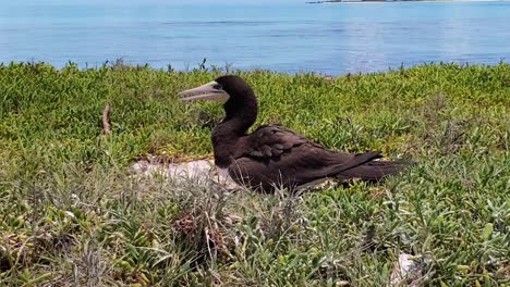 Brown-booby-bird-grunts-singing-while-resting-in-nest,-shoreline-Cayo-de-Agua-island