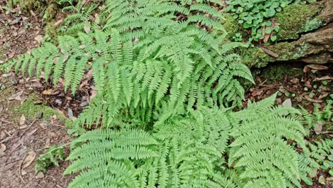 Bright-Green-Ferns-Growing-Along-the-Lost-Trail-at-Muir-Woods-in-California,-USA