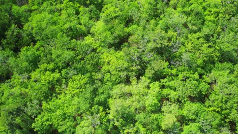 Aerial-view-straight-down-over-dense-Florida-forest