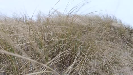 View-of-marram-beachgrass-moving-and-dancing-on-sand-dunes-in-wild-windy-weather-in-Berneray,-Outer-Hebrides-of-Western-Scotland-UK