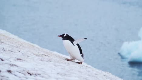 Penguin-Walking-on-Snow-past-Iceberg-and-Ice-in-Antarctica,-Gentoo-Penguins-on-Wildlife-and-Animals-Trip-on-Antarctic-Peninsula,-Beautiful-Cute-Bird-in-Conservation-Area-in-Cold-Winter-Scenery
