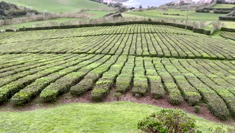 Luftaufnahme-Einer-Teeplantage-Mit-Einer-Drohne-Auf-Der-Azoreninsel-Sao-Miguel
