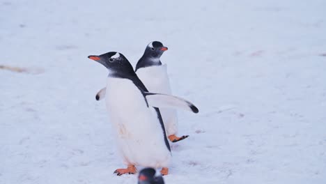 Animales-Divertidos-De-Pingüinos-En-Cámara-Lenta-Caminando-Sobre-La-Nieve-En-La-Antártida,-Tomas-De-ángulo-Bajo-De-Pingüinos-Papúa-En-Tierras-Nevadas-De-Invierno-En-Un-Recorrido-Por-La-Península-Antártica-De-Vida-Silvestre-Con-Una-Escena-Nevada-Blanca