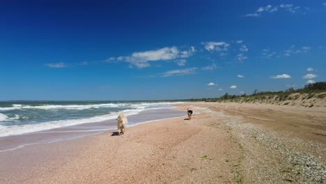 Hunde-Rennen-Und-Spielen-Bei-Sonnigem,-Windigem-Wetter-Am-Strand