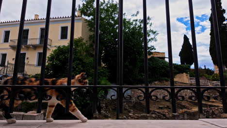 Close-up-shot-of-fluffy-calico-cat-walking-on-the-outdoor-fence-of-Stoa-of-Attalos-Museum-in-Athens,-Greece-on-a-cloudy-day