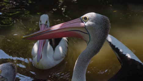 Australische-Pelikane-Auf-Dem-Wasser,-Nahaufnahme-Und-Zeitlupe