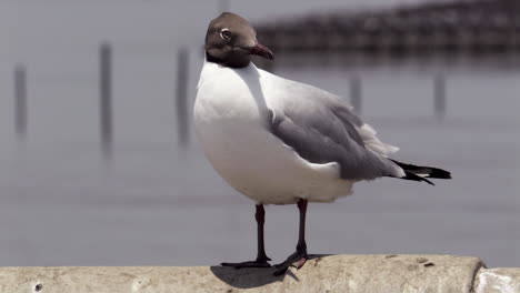 One-Brown-headed-gull-perched-on-concrete-jetty