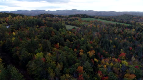 Slow-moving-aerial-drone-shot-over-a-forest-of-colorful-aspen-trees