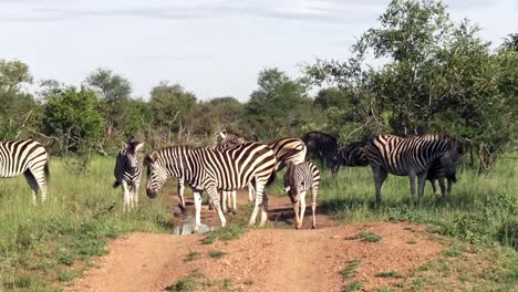 Herd-of-Burchell's-zebras-graze-in-wildlife-safari-park-South-Africa