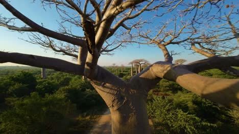 FPV-drone-flight-over-the-baobab-