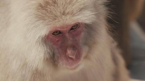 Closeup-Of-Snow-Monkey's-Face-With-Fur