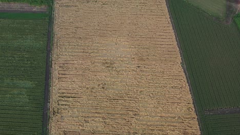 The-drone-camera-is-going-to-the-front-side-showing-lots-of-wheat-crops