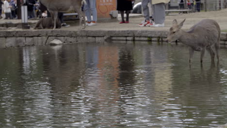 Ein-Weibliches-Reh-Kratzt-Sich-Und-Trinkt,-Bevor-Es-Durch-Das-Wasser-In-Nara,-Japan-Geht