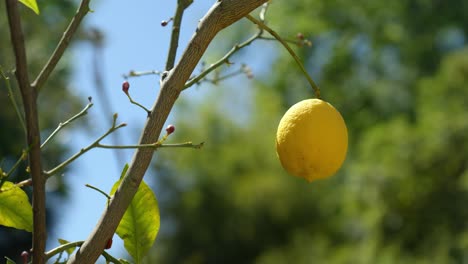 Langsame-Aufnahme-Von-Leuchtend-Gelben-Zitronen,-Die-Auf-Einem-Baum-Wachsen,-Vor-Blauem-Himmel