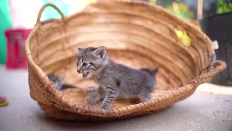 Lindos-Gatos-Pequeños-Tiran-Basura-En-La-Canasta-Aprendiendo-A-Caminar-Al-Aire-Libre