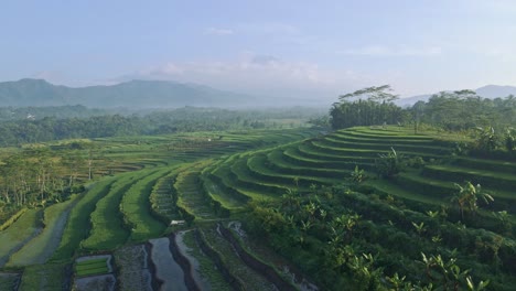 Drohnenansicht-Eines-Wunderschönen-Reisfeldes-In-Der-Indonesischen-Landschaft