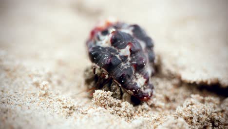 Imágenes-Cinematográficas-De-4k-De-Vida-Silvestre-Macro-De-Un-Cangrejo-Ermitaño-Comiendo-Y-Caminando-En-La-Playa-En-Cámara-Lenta