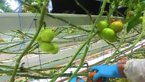 POV-of-greenhouse-worker-picking-up-fresh-tomatoes