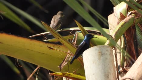 Hummingbird-drinking-juice-...-.--