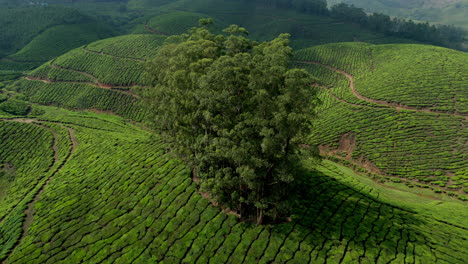 Panorámica-Hermosa-Plantación-De-Té-Brumoso-Plantaciones-De-Té-De-Clase-Mundial-En-Las-Colinas-De-Munnar,-Kerala,-India