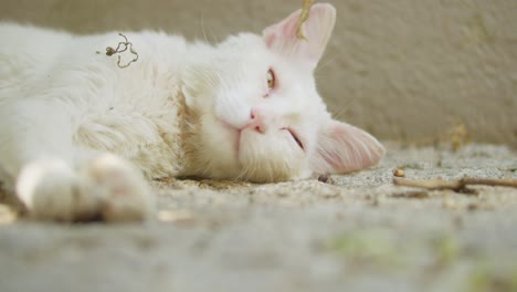 Nahaufnahme-Einer-Weißen-Katze,-Die-Im-Schatten-Liegt