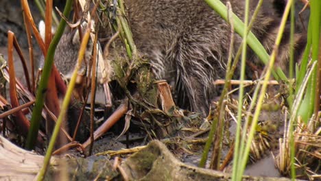 Close-up-of-a-young-raccoon-foraging-in-the-mud-during-the-day-to-avoid-alligators