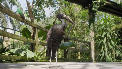 Motionless-African-openbill.-Ground-level