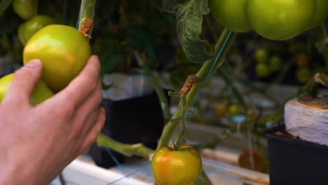 Person-inspecting-yellow-tomatoes-in-industrial-greenhouse,-close-up
