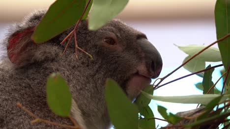Profile-close-up-shot-of-an-active-cute-and-adorable-koala,-phascolarctos-cinereus-with-fluffy-light-grey-fur,-sitting-on-the-tree,-munching-on-eucalyptus-leaves