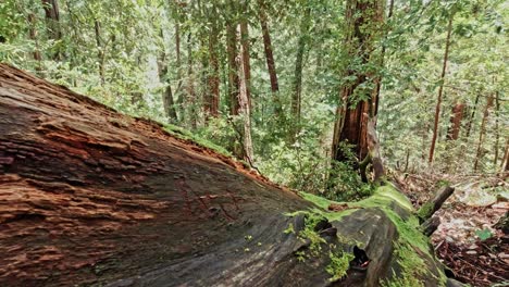 Muir-Woods-with-Fallen-Tree-Along-Lost-Trail,-California,-USA