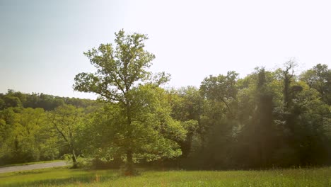 Sonnenbeschienene-Ländliche-Landschaft-Mit-Einem-Einzelnen-Baum,-üppigem-Grün-Und-Einem-Klaren-Himmel