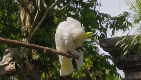 Eleganter-Weißer-Kakadu-Papagei,-Der-Auf-Einem-Ast-Thront-Und-Sorgfältig-Sein-Gefieder-Putzt