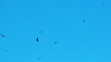 Bandada-De-Pájaros-Depredadores-Volando-En-El-Cielo-Azul-Claro,-Buscando-Presas-O-Comida---Tiro-De-ángulo-Bajo