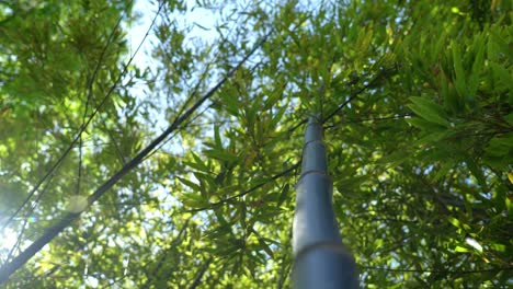 Eine-Aufnahme-Eines-Baumes-Aus-Niedriger-Perspektive,-Durch-Dessen-Blätter-Das-Sonnenlicht-Fällt
