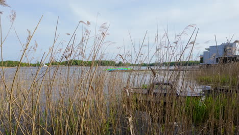Tall-reeds-growing-along-the-edge-of-Ukiel-Lake-in-Olsztyn,-with-a-view-through-the-vegetation-to-the-water-and-distant-trees