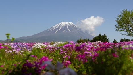 Un-Paisaje-Increíble-En-El-Monte-Fuji-En-Japón-Con-Flores-Brillantes