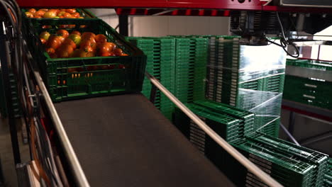 Plastic-boxes-with-tomatoes-rolling-through-conveyor-in-industrial-factory