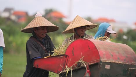 Hombre-Balinés-Alimentando-Máquina-Cosechadora-De-Arroz_cosecha-De-Campo-De-Arroz-Balinés_procesamiento_corte-De-Arroz