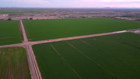 Alfalfa-Fields-in-the-Desert-of-Arizona