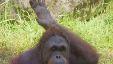 Orangutan-raising-its-arms,-resembling-exercise