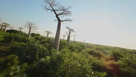 FPV-Drohnenflug-Zwischen-Dem-Baobab-