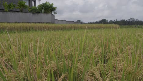 Eine-Nahaufnahme-Eines-Reisfeldes-Auf-Bodenhöhe